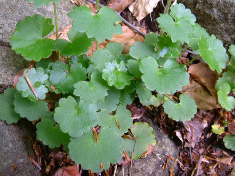 Saxifraga rotundifolia / Saxifraga a foglie rotonde